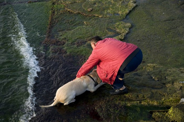 Dog Wash Tunnel